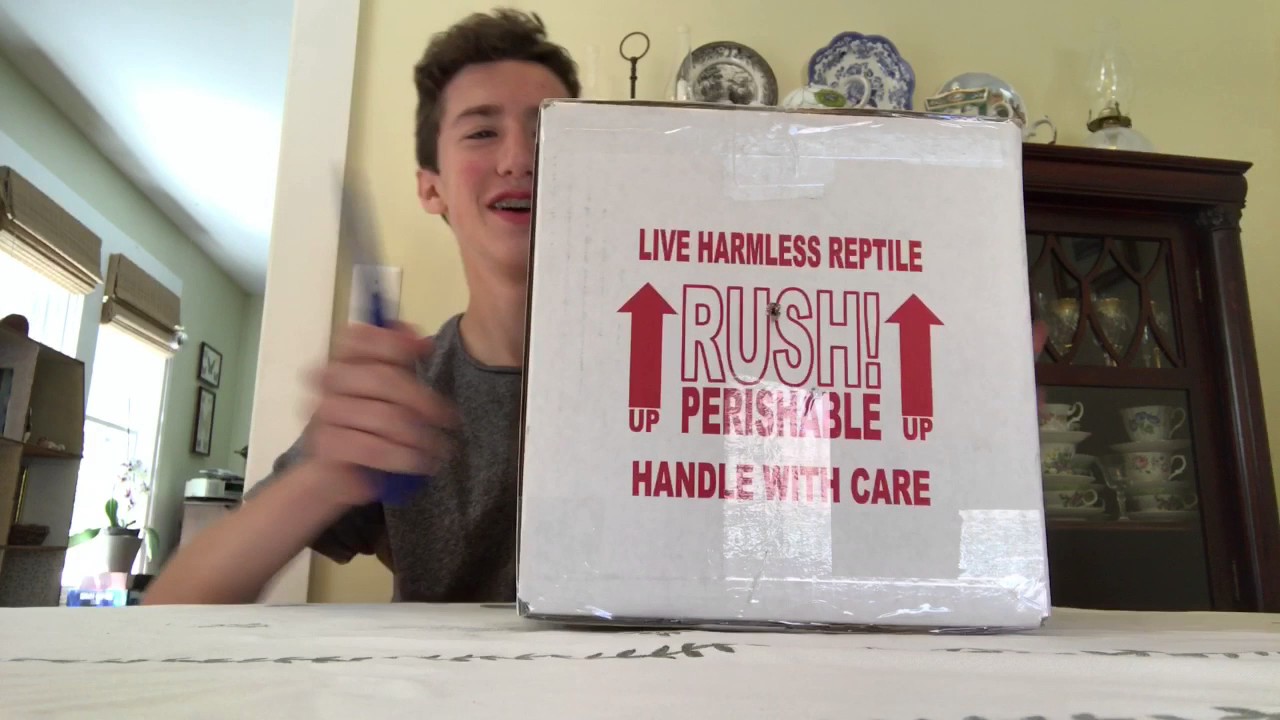 Unboxing baby Irian Jaya blue tongue skink (Tiliqua sp.)!! 6/28/17
