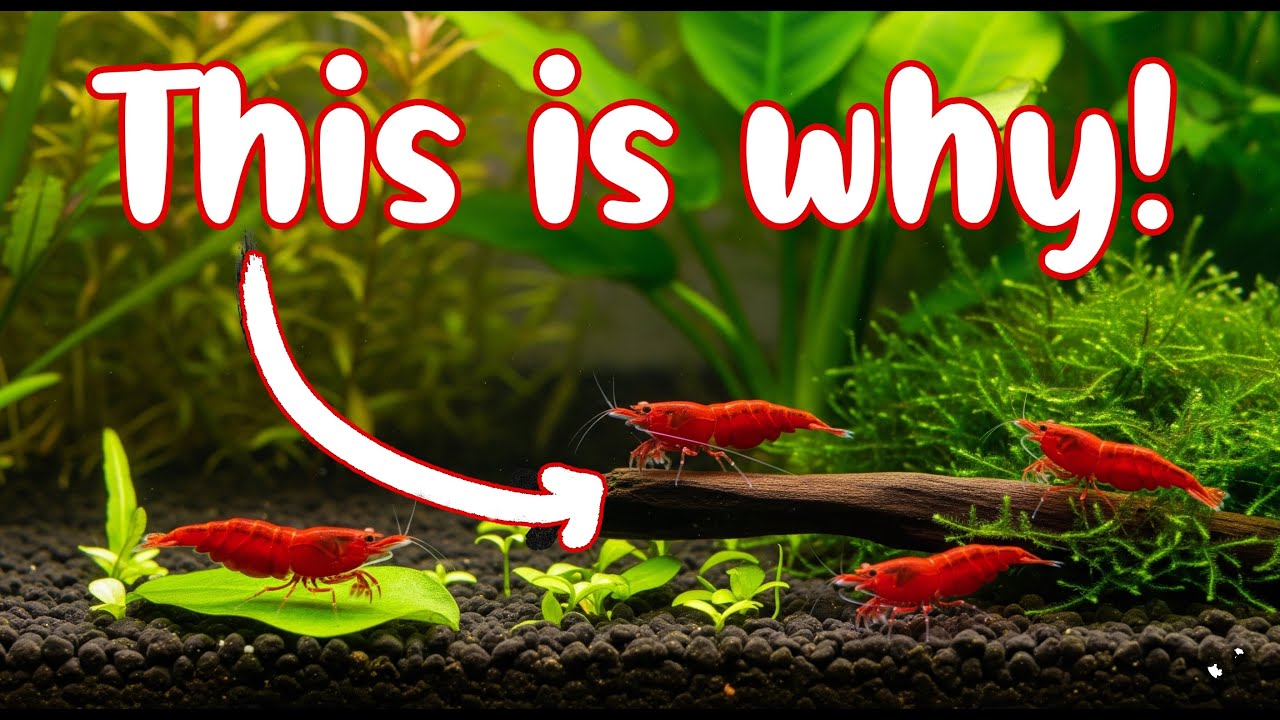 I Cracked the #1 Breeding Block—Cherry Shrimp Are Exploding! 🦐
