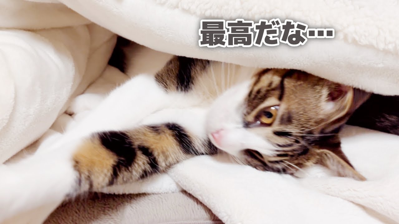 多分この子たち、布団の中で暮らしています…。#ネコ #猫 #猫のいる暮らし #猫動画 #ねこ #こねこ #子猫 #成長記録 #保護猫 #サビ猫 #暮らし #cat #pets #animals 