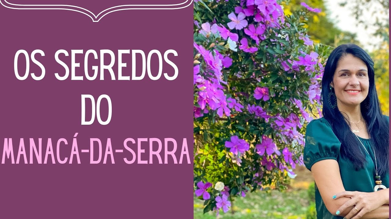 PLANTAS FLORIDAS: Como cuidar de um Manacá-da-serra para não morrer.