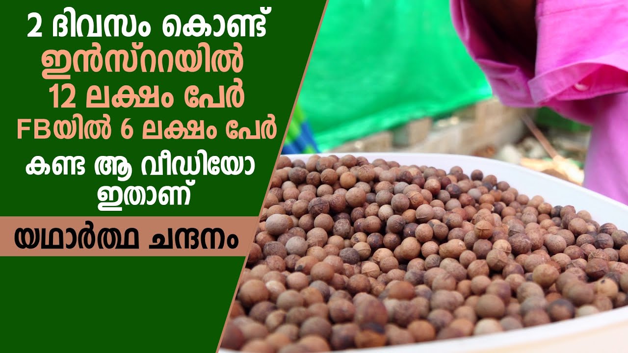 ഇതാണ് യഥാര്‍ത്ഥ ചന്ദനം #sandalwood #sandalwoodnews