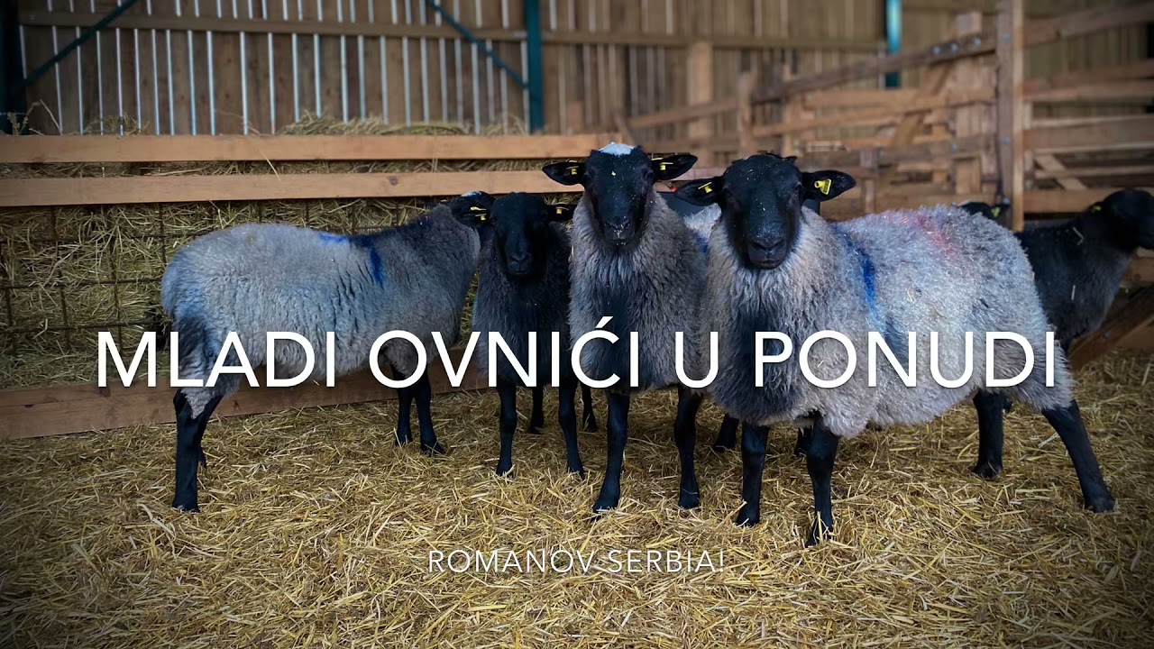 Romanovski ovnovi 3 - 4,5 meseci! Romanov Serbia!