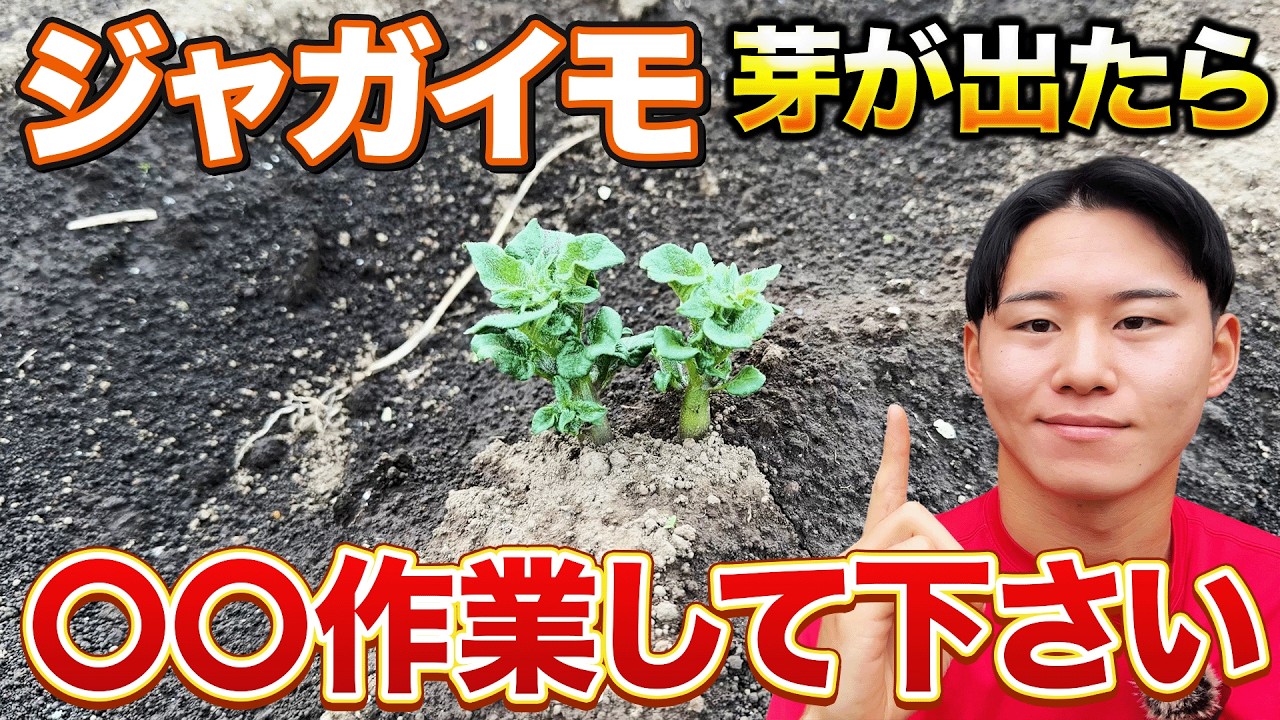 【※放置は損！】4月ジャガイモの芽が出たら「これ」をやって！収穫量が変わる〇〇作業の正体