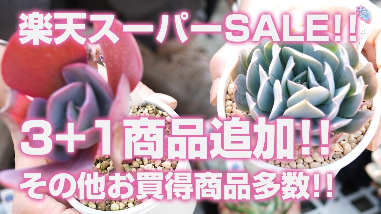 【多肉植物】楽天スーパーSALE!!3+1商品大量追加!!その他お買得商品多数!!【succulent】トロピカルガーデン