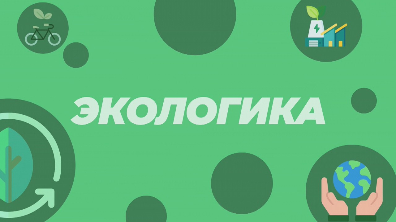 ЭКОЛОГИКА 25 02 2026