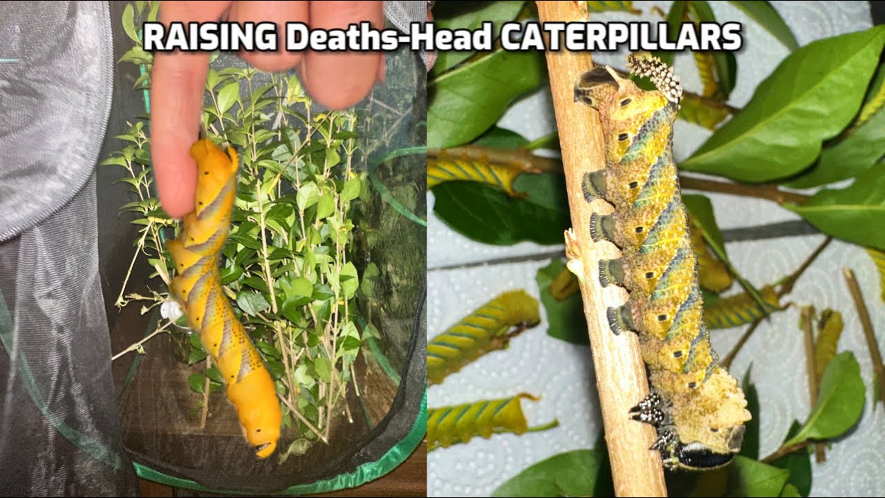 Learn how YOU can raise caterpillars at home 🐛 {EASY GUIDE}