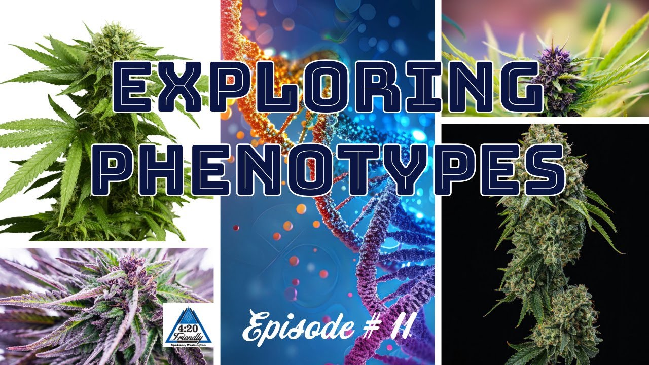 Exploring Phenotypes