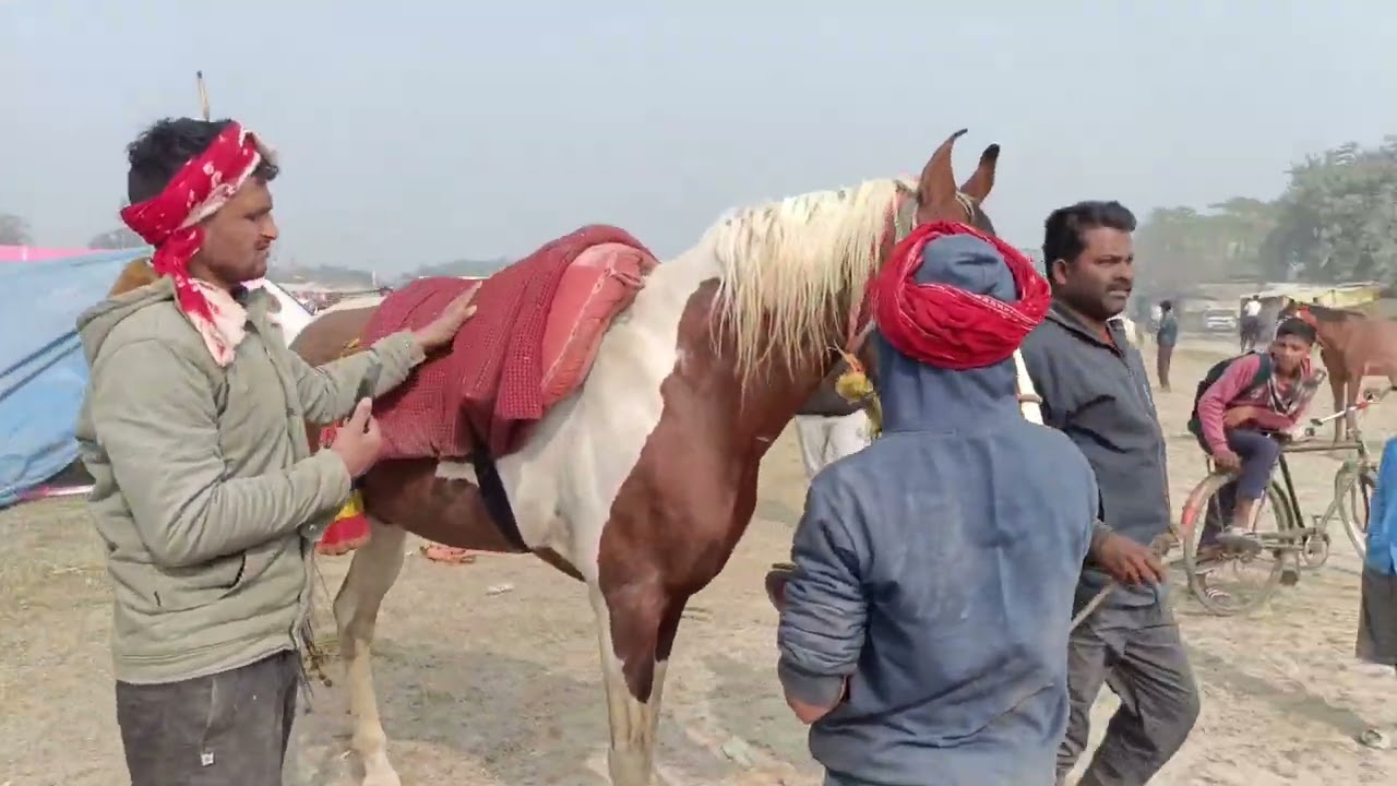 विधायक अनंत सिंह का घोड़ा लाडला हरदी मेला मे रेस के लिए ट्रेनिंग चालू है 