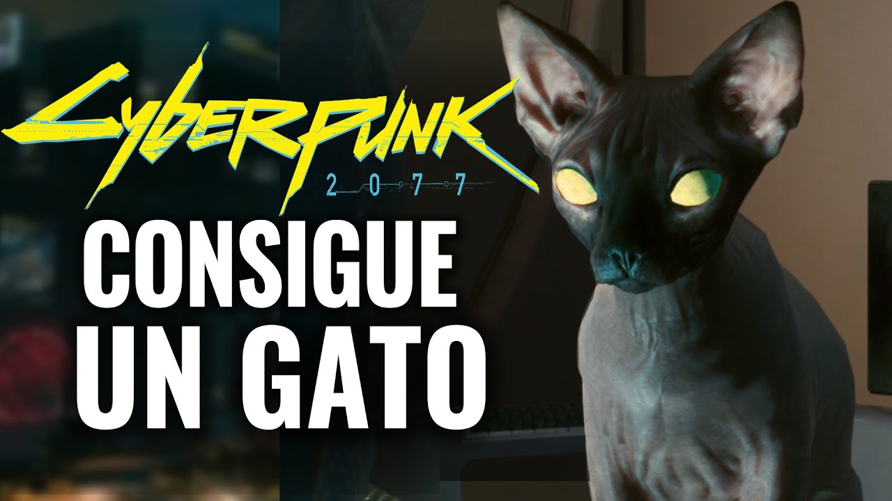 CONSIGUE UN GATO MASCOTA Y OTROS SECRETOS EN CYBERPUNK 2077