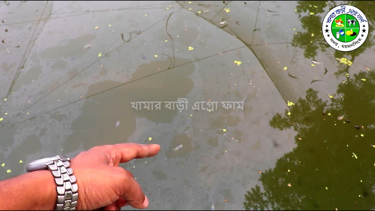 Biofloc Fish Farming | Low Cost, High Profit Modern Aquaculture Method | বায়োফ্লক পদ্ধতিতে মাছ চাষ
