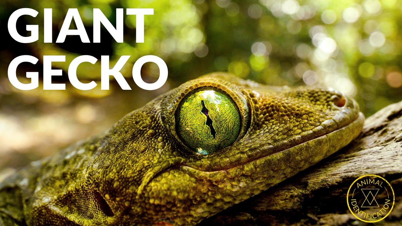 A Green Eyed Jewel? ft. Giant Gecko