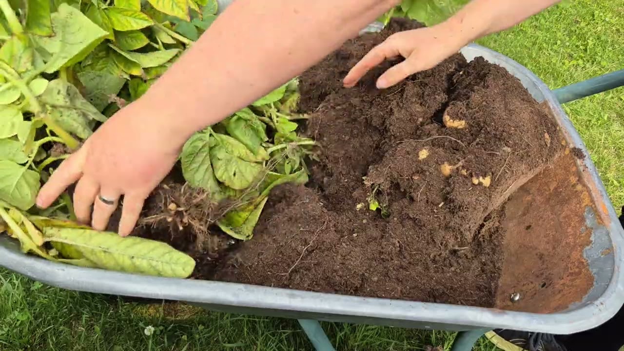 Potato reveal - results from growing Marabel potatoes for 100 days