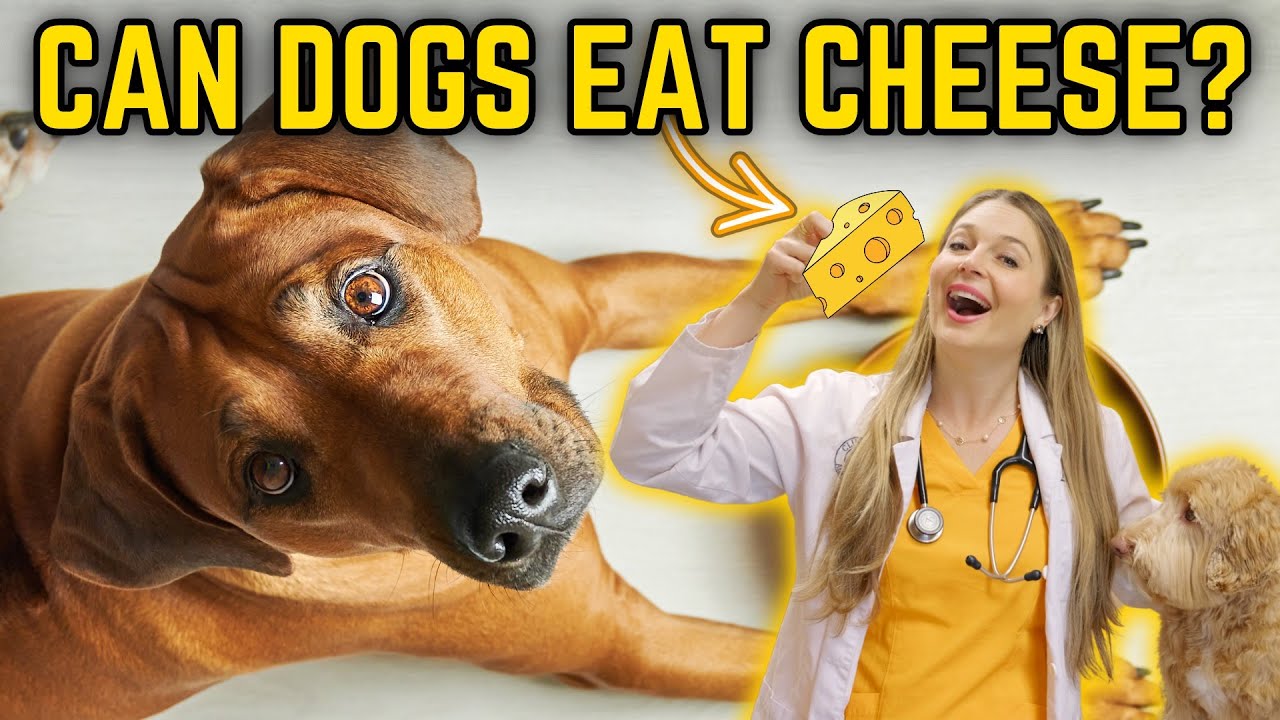 CHEESE FOR DOGS? | + Vet Explains cheese types for Dogs w/ sensitive stomachs!