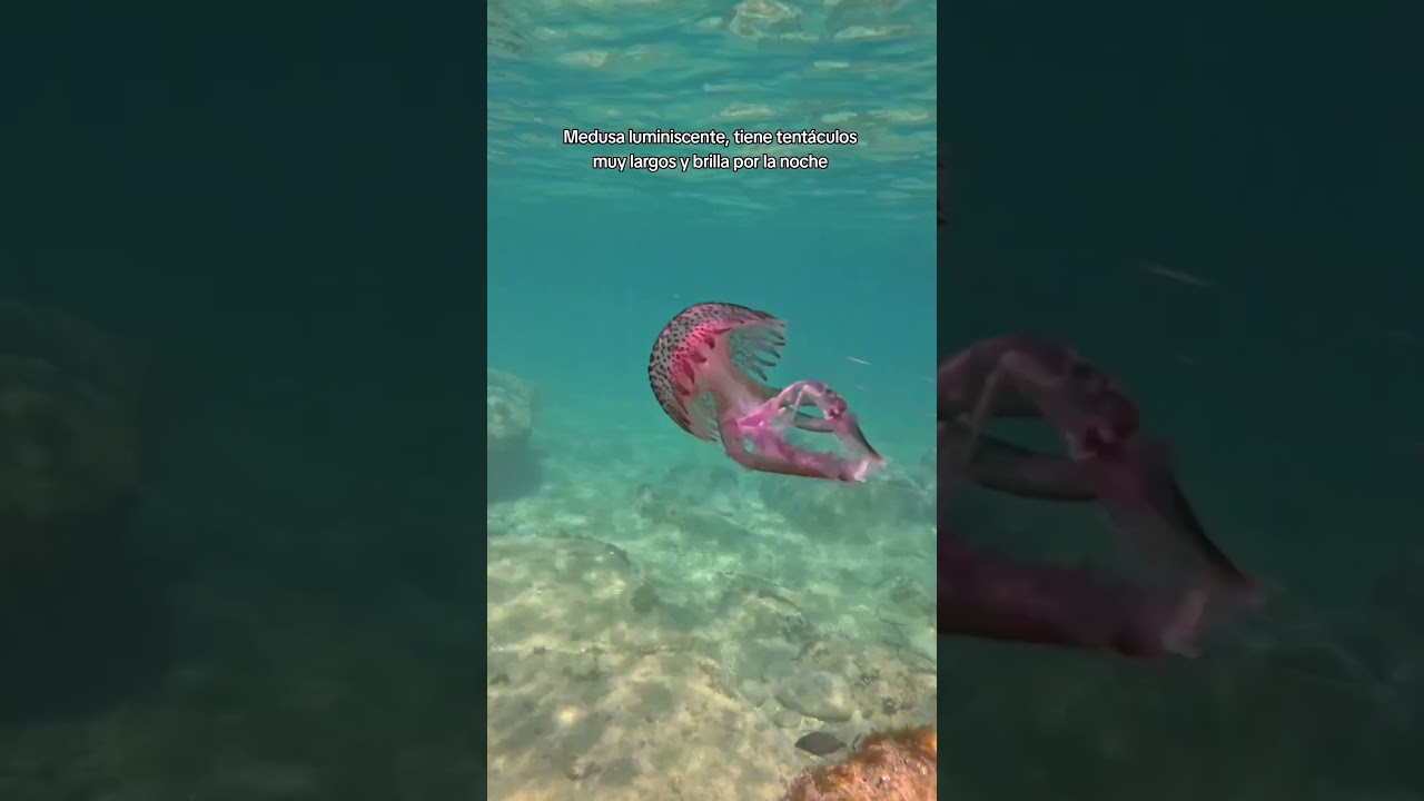 Medusas M&aacute;s Bonitas Encontradas Buceando! #medusa #buceo #snorkeling #playa #talasofobia