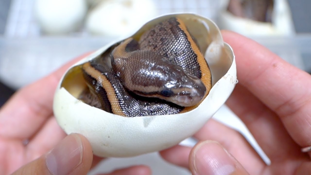 蛇の卵を切ってみるとかわいすぎる赤ちゃんが…！