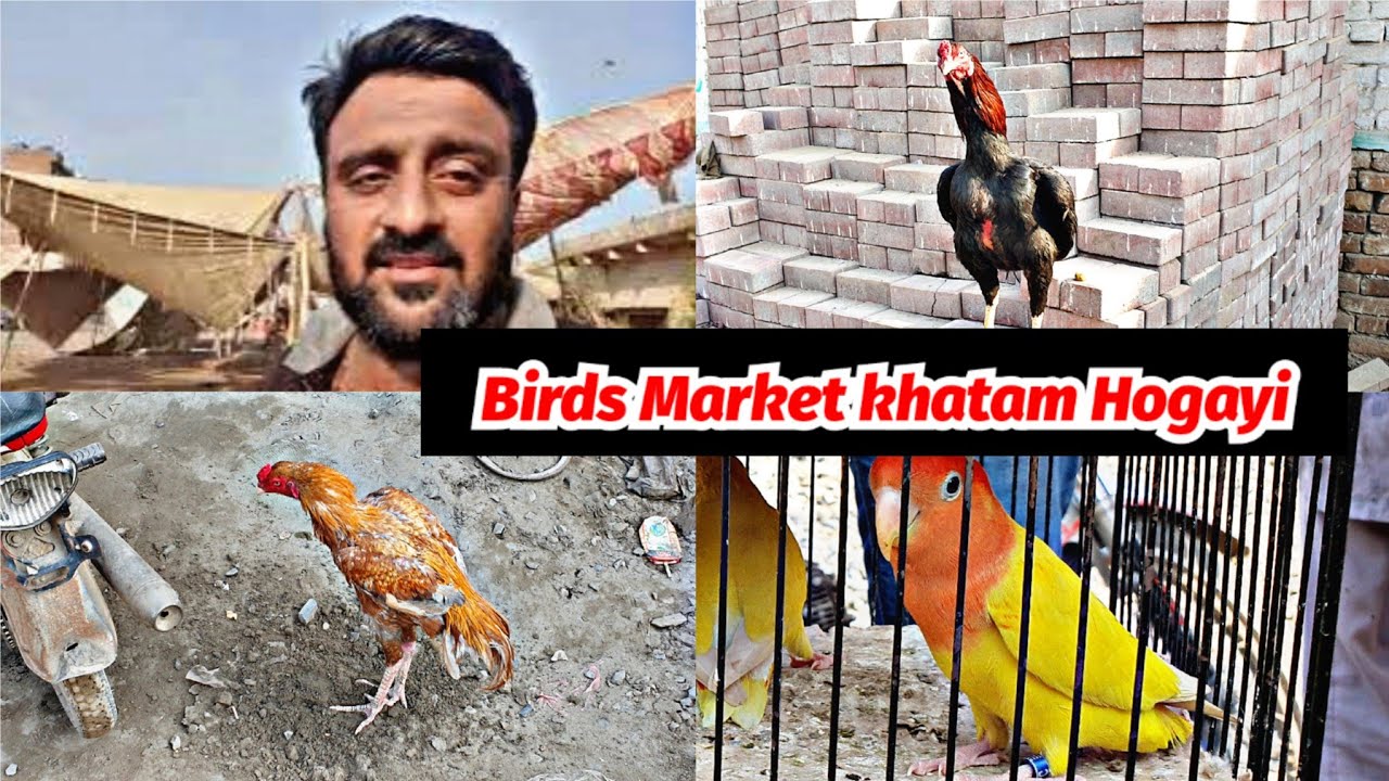 Aj Birda Market Q nhi Lagi ?? Sunday Birds Market Latest updates Sj Pets Lover 