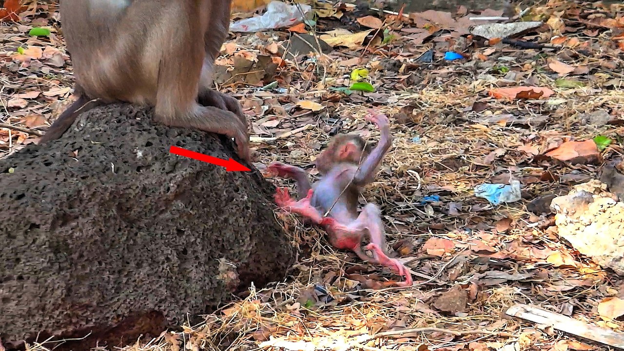 A little monkey climbed a high rock and fell heavily from the cliff.