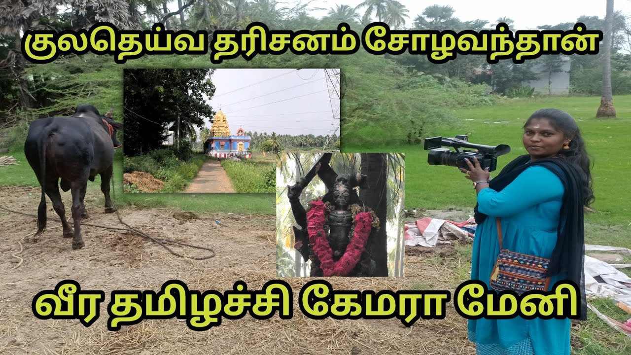 சோழவந்தனில் குலதெய்வ தரிசனம் ஜல்லிக்கட்டு பெஸ்ட் மீடியா