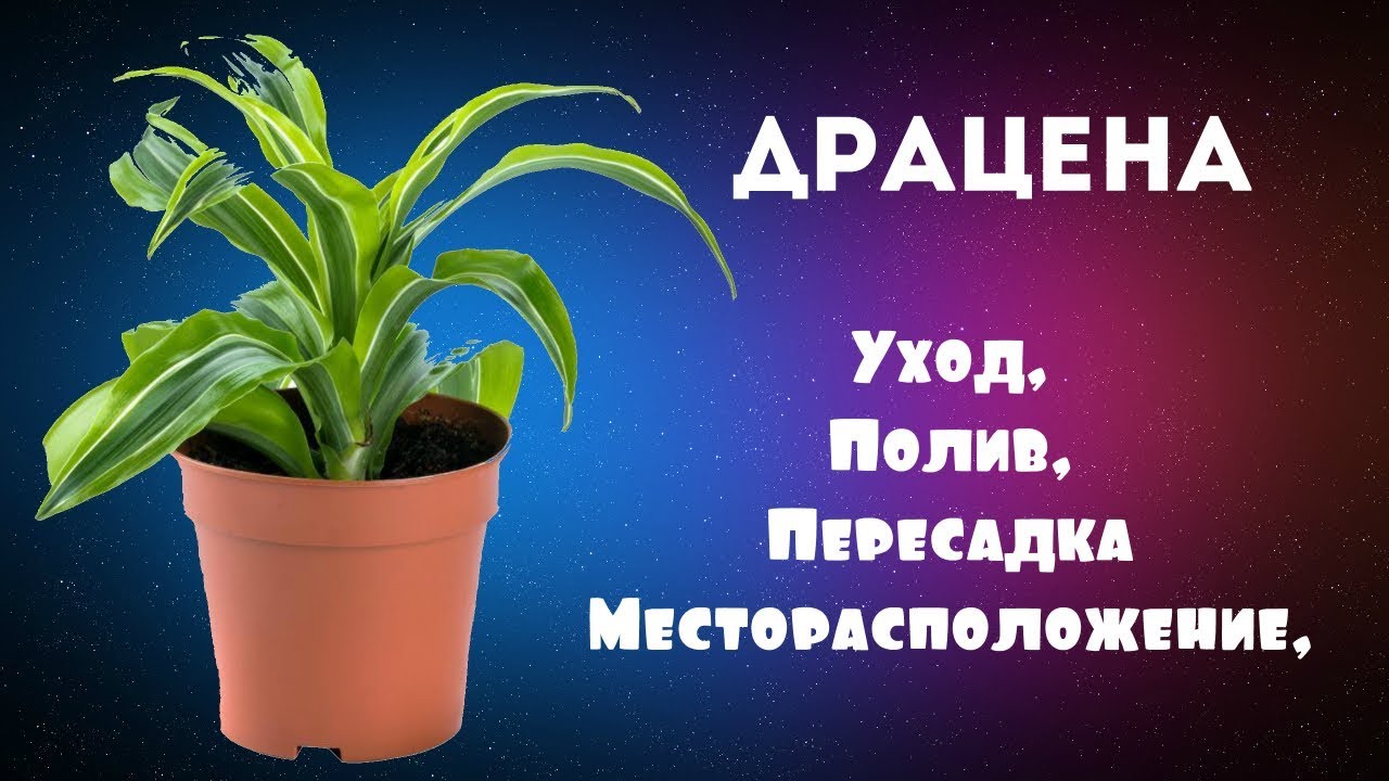 Драцена: Пересадка, Полив, Уход, Месторасположение.