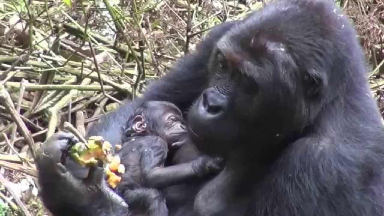 Gorilles de Kahuzi-Biéga (RD du Congo - Août 2014)