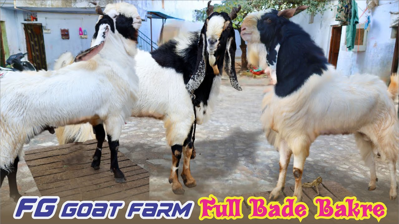 Full Bade Bakre Kota Aggressive At FG Goat Farm