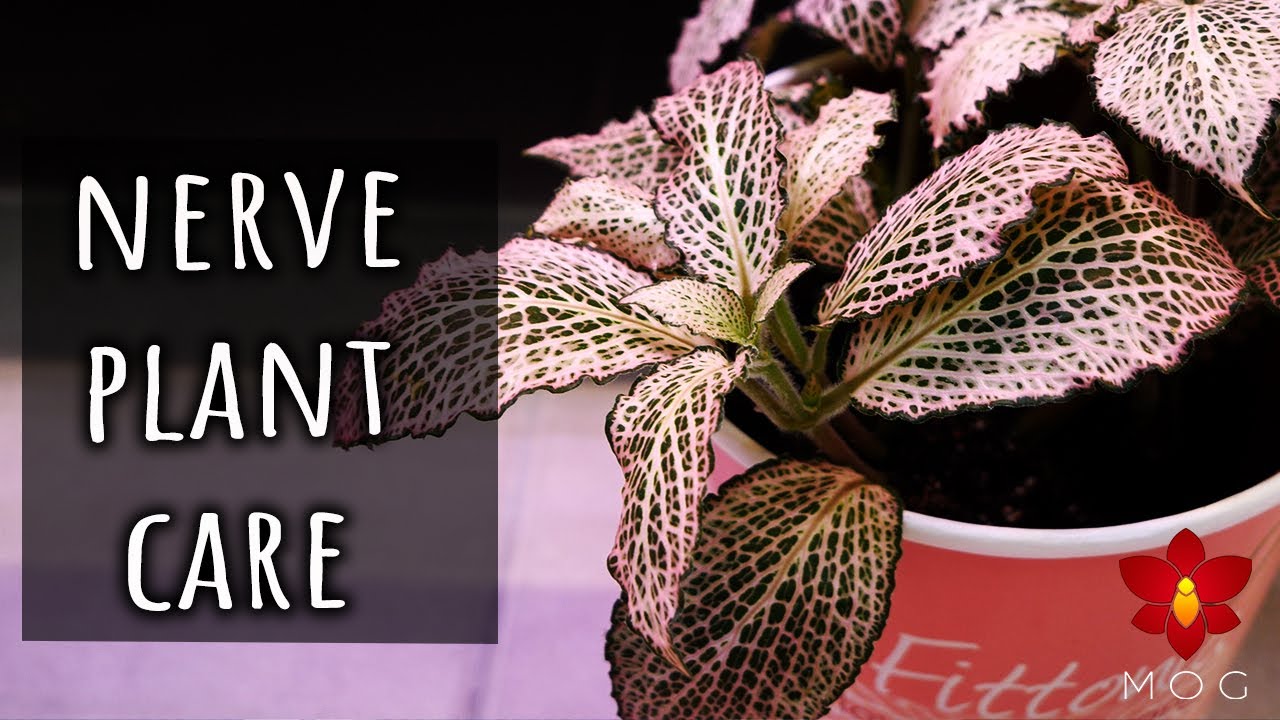 How to grow Fittonia Plants if you don't have time to water! | Basic Houseplant Care for Beginners