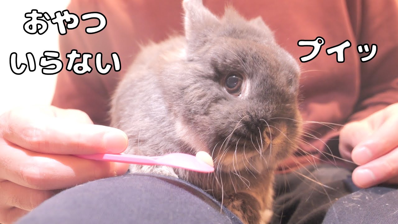 爪切り後にご褒美をあげたらプイッと拒否しちゃうミミが可愛すぎました【No.1782】