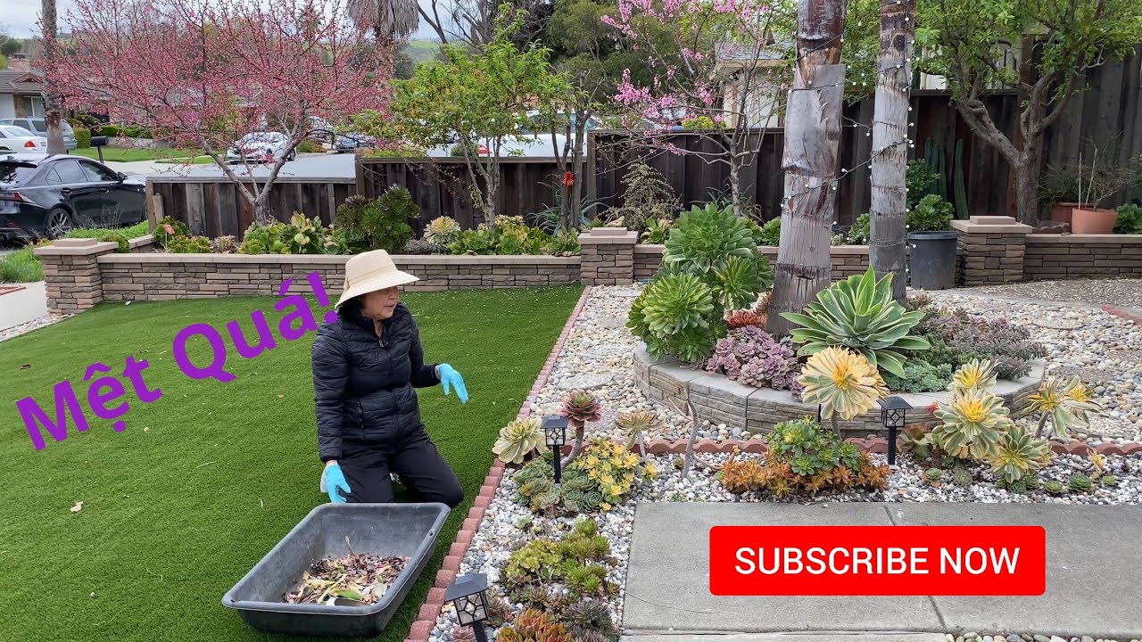 Ngoại Sửa Lại Vườn Sen Đá Sau Một Năm Làm Landscape. (Touch up Succulents Garden A Year After)