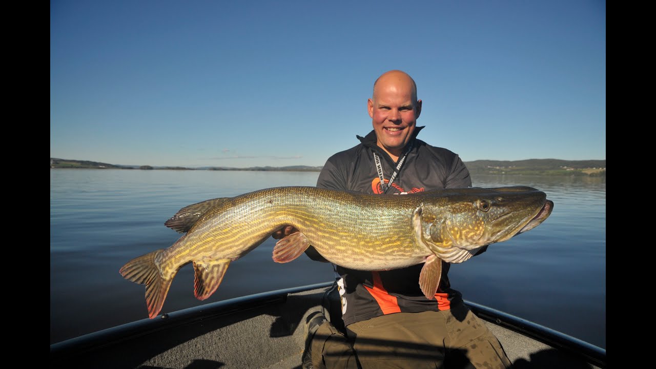 Gjedde 13,40kg 124cm