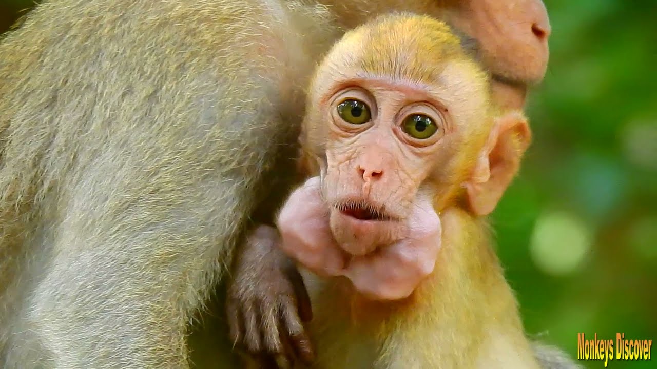 So Great..! Golden Monkey Elpida Becomes The Top Eater...