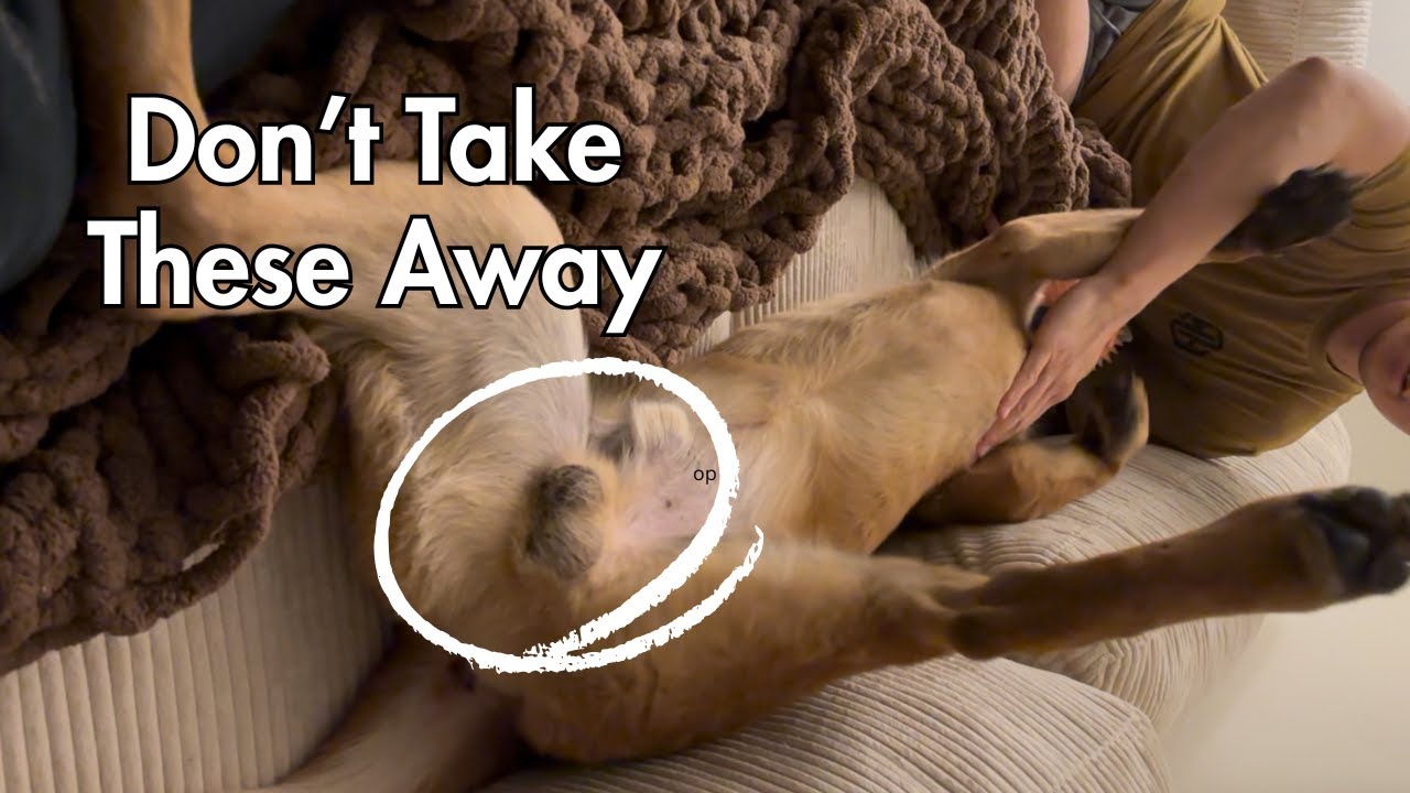 Best time to Spay/Neuter your Dog? Don't Make this Life-Shortening Mistake