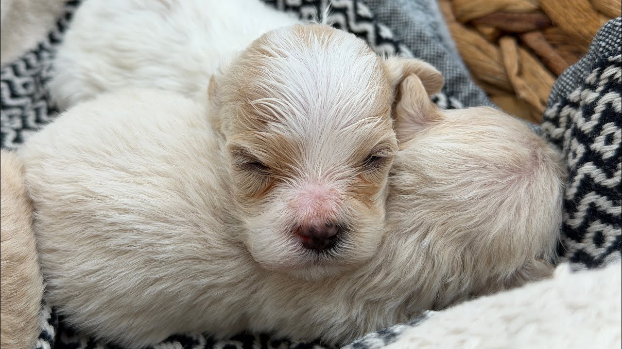 Honey-Hank 12/26/25 maltipoo puppies 3 weeks old 