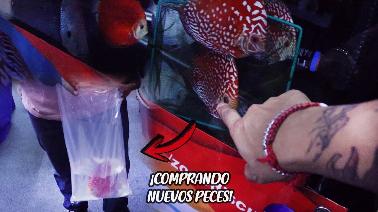Comprando NUEVOS PECES DISCO y más cosas en AquaFest | AcuariosLP