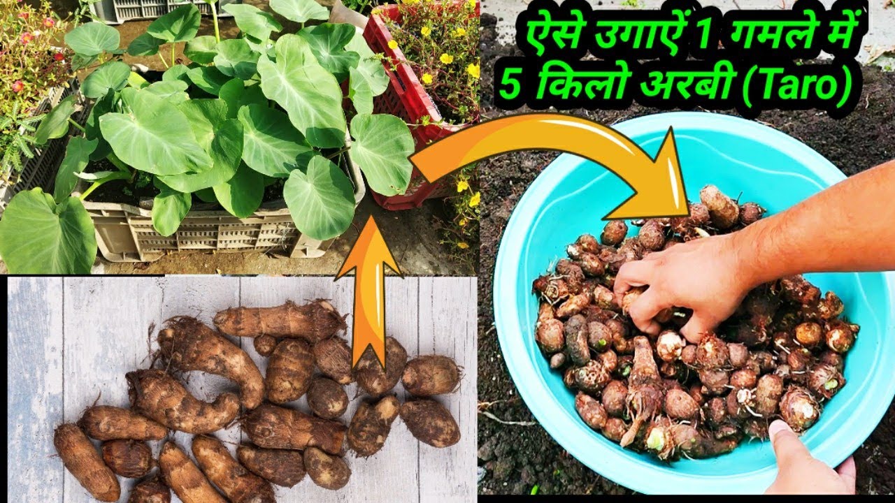 Gamle Me Dher Sari Arbi (Taro) Ugane Ka Tarika ~ How To Grow Taro In Pot From Sowing To Harvesting