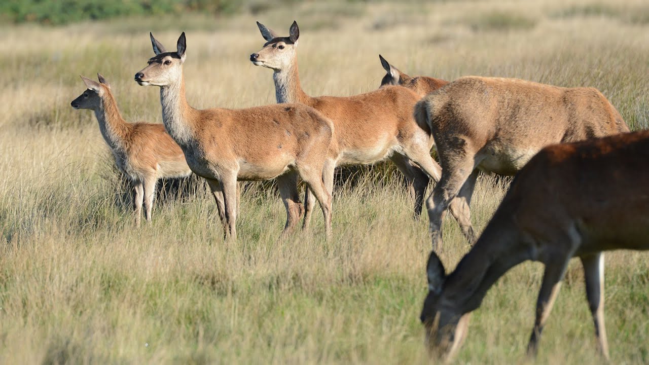Sony PJ620 first test - Richmond Park