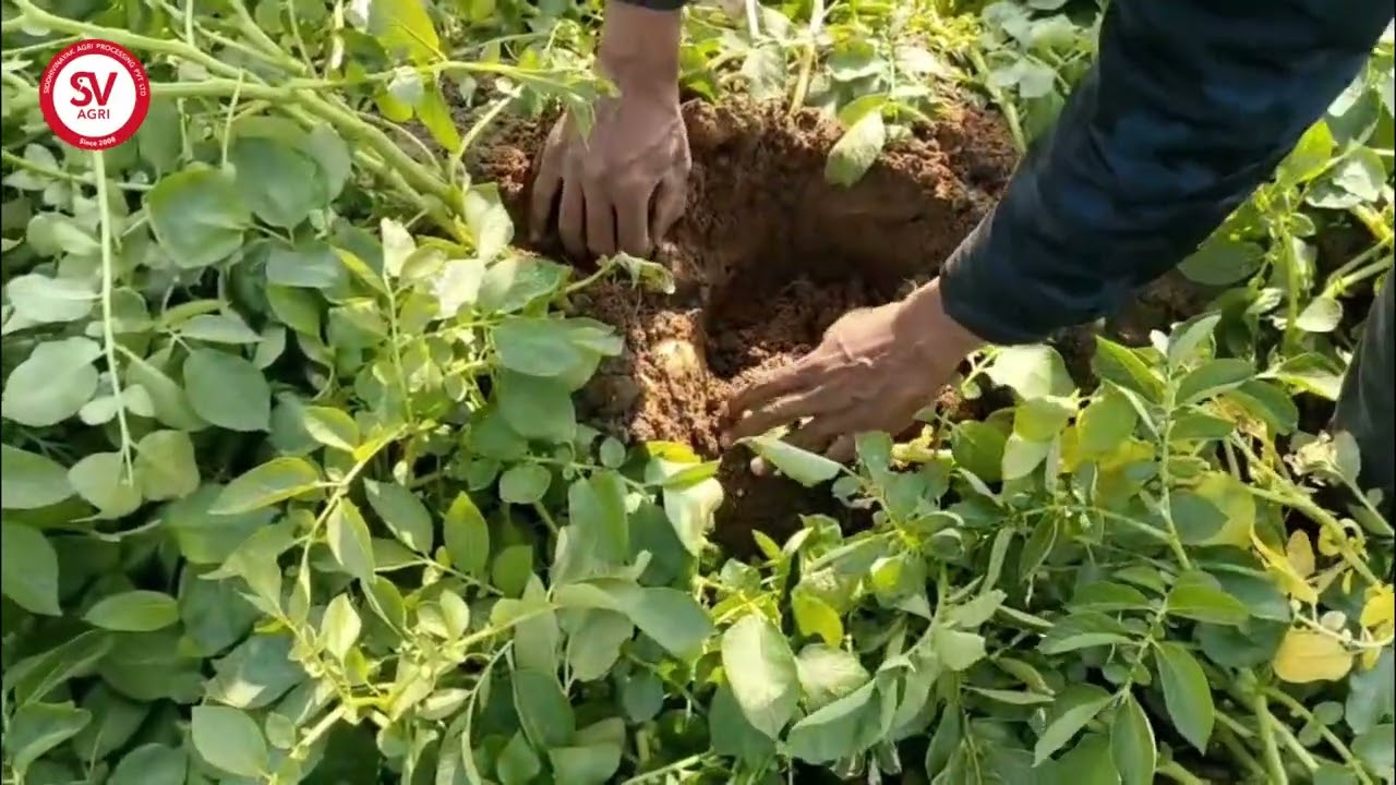 Victor Potato Variety | 63 Days | Banaskantha, Gujarat / विक्टर आलू | 63 दिन | बनासकांठा, गुजरात