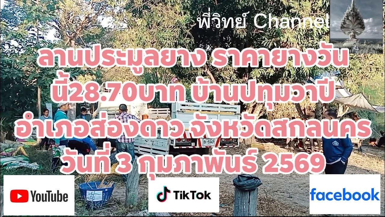 ลานประมูลยาง ราคายางวันนี้28.70บาท บ้านปทุมวาปี อำเภอส่องดาว จังหวัดสกลนคร วันที่ 3 กุมภาพันธ์ 2569