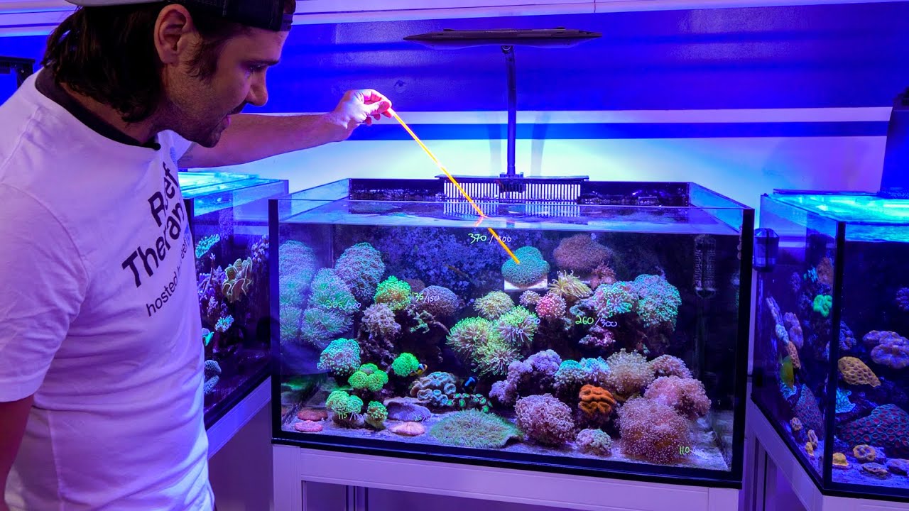 Kessil AP9X Spotlight Vs. Neptune Sky Flat Panel LED lights