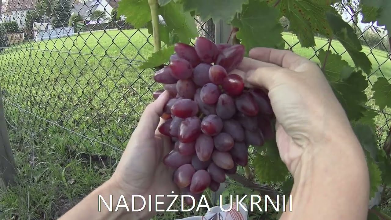 Winorośl deserowa, wielkoowocowa - odmiany winorośli cz. 3