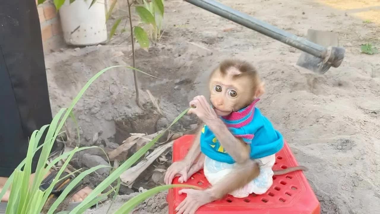 Obedient BB DAM Sit On Small Chair Watch Mom Plants Tree