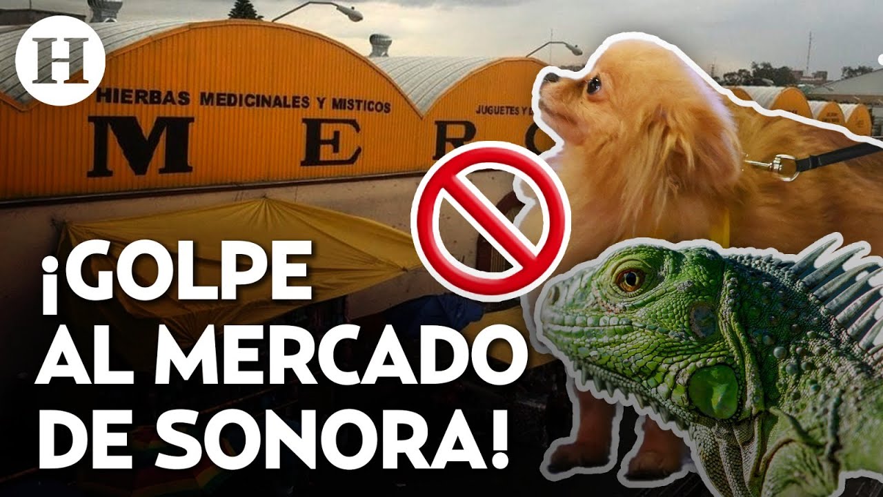 &iexcl;Protegen a especies prohibidas! CDMX prohibe la venta de animales ex&oacute;ticos en el Mercado Sonora