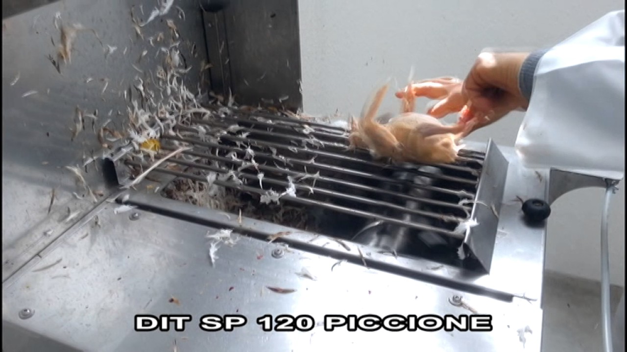 Spiumatrice DIT SP 120 | piccione