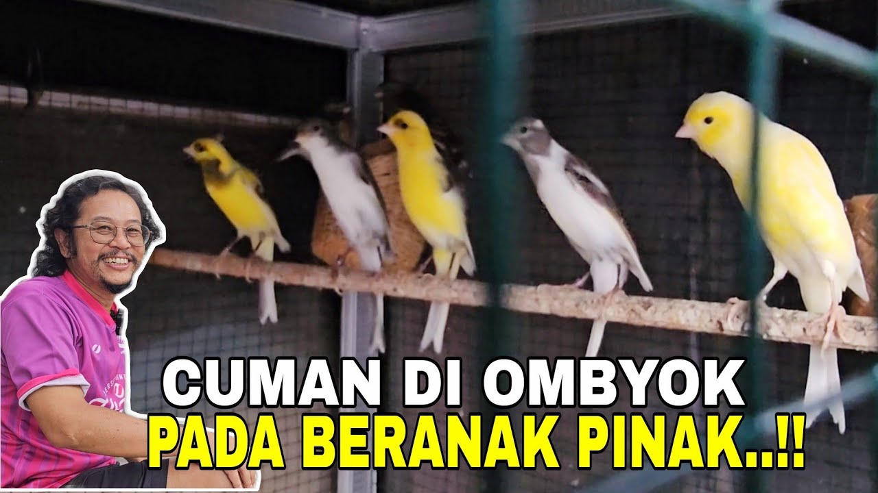DISINI KENARI IMPOR GAK ADA HARGA DIRINYA.CUMAN DI OMBYOK BERNAK PINAK..