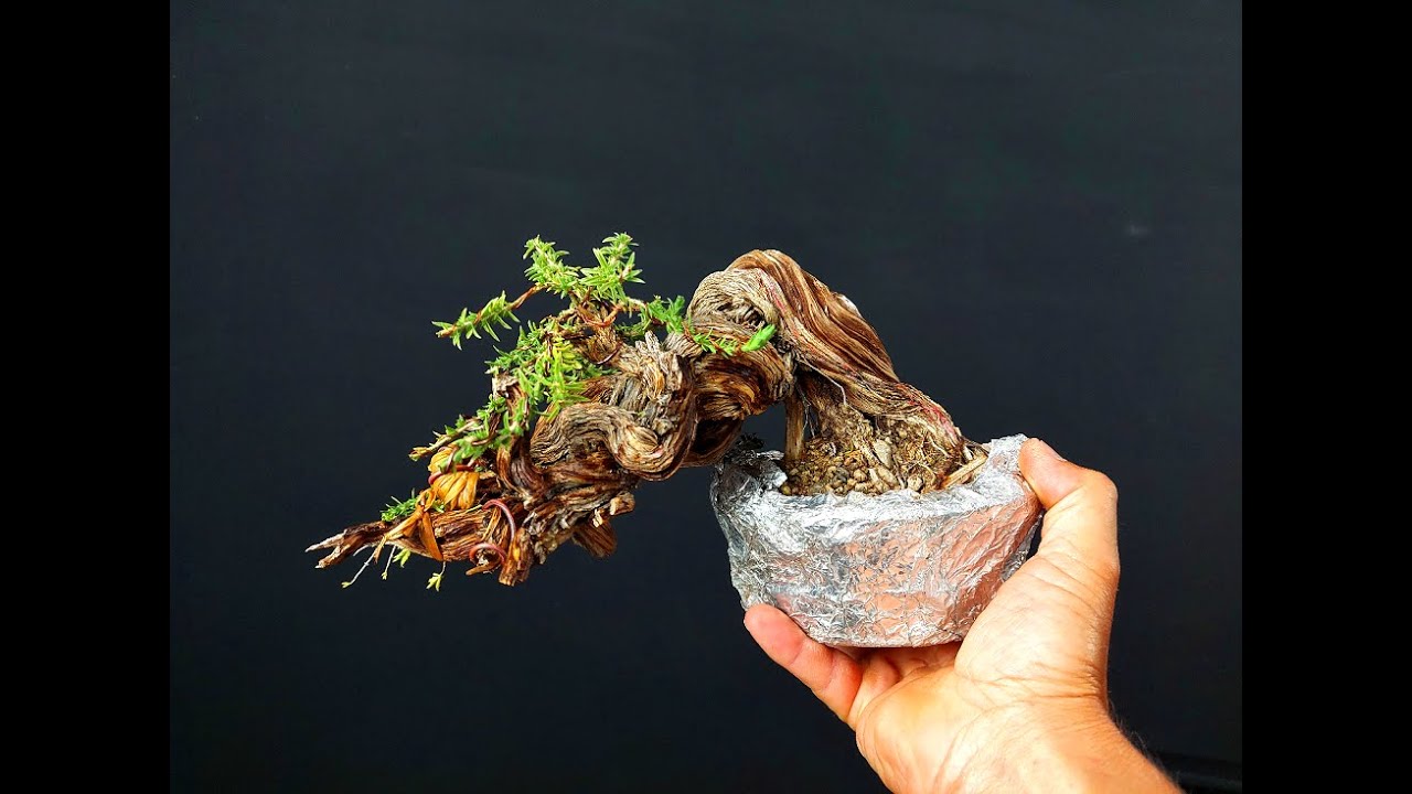 Bonsai Thyme Tree Idea
