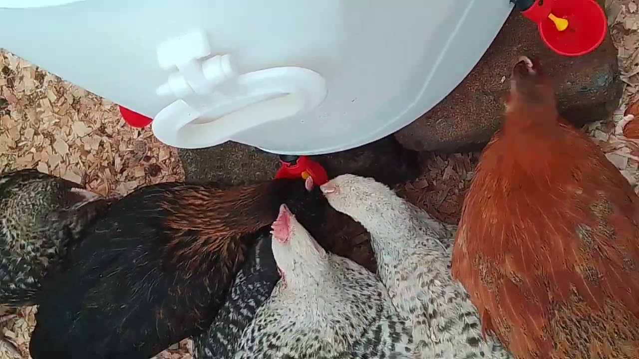 automatic drinker 50ltrs how to feed chicken easy without stress.share and subscribe to this channel
