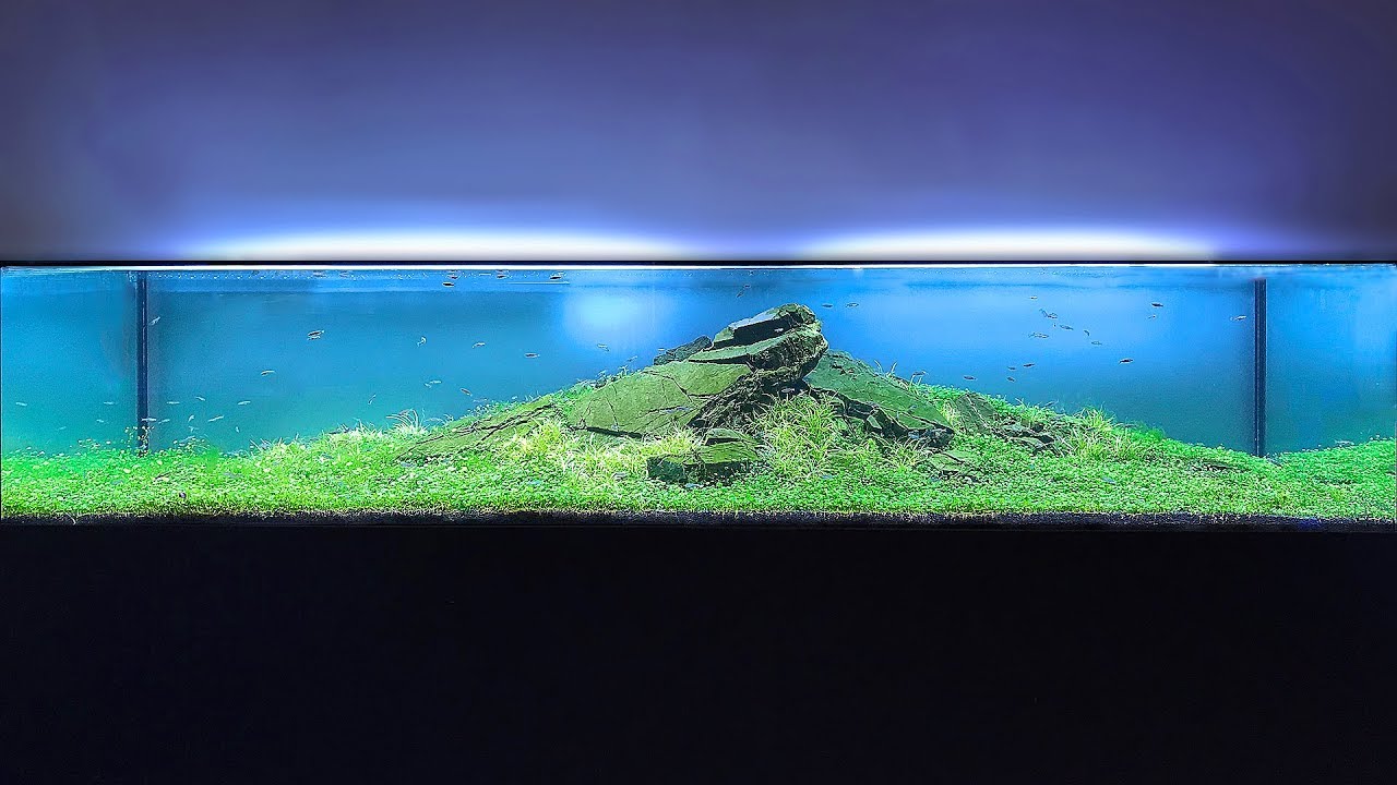 INCREDIBLE 425G IWAGUMI and other Awesome Aquariums!!