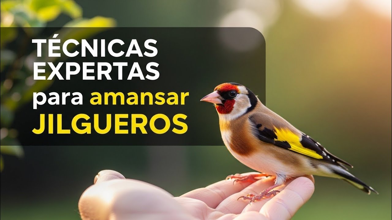 🥇 AMANSAR JILGUEROS: Técnicas EXPERTAS para DOMESTICAR y EDUCAR Jilgueros
