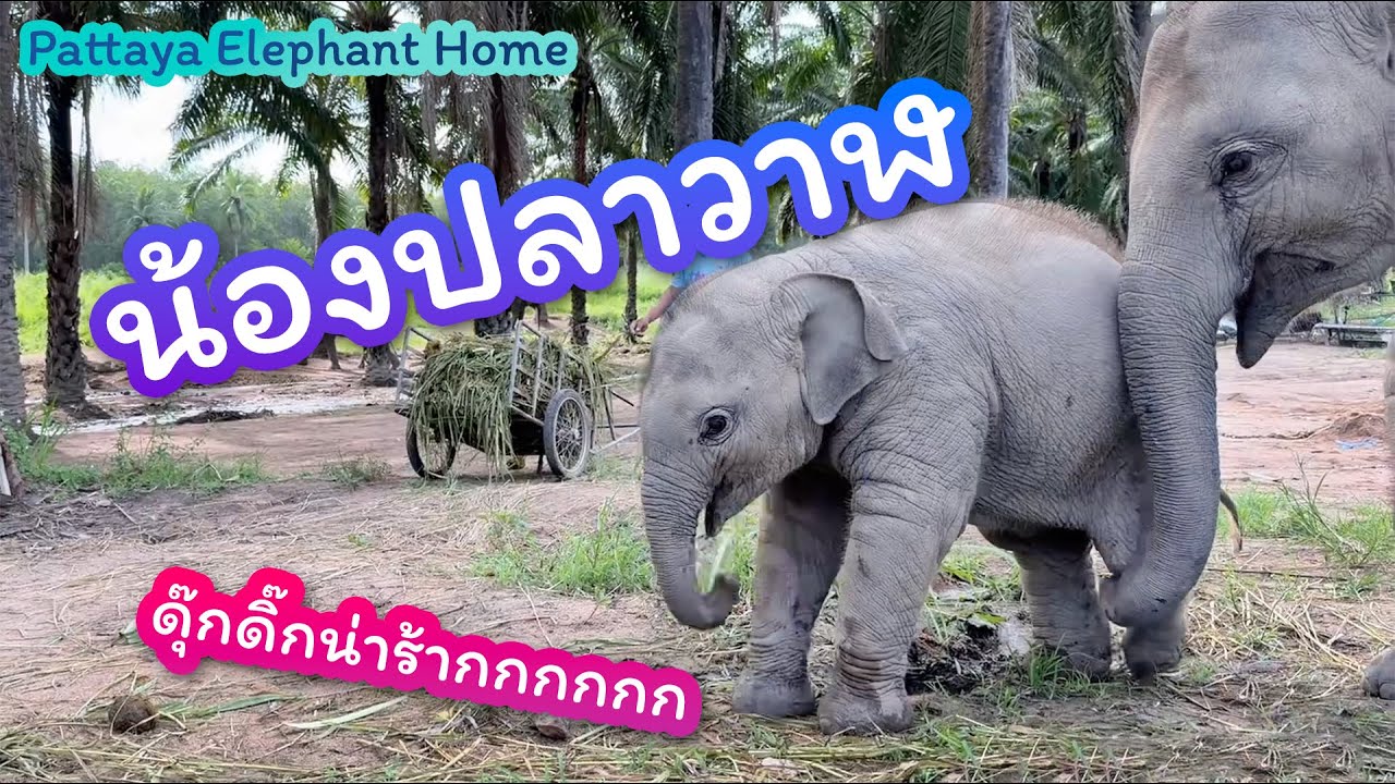 น้องปลาวาฬ ดุ๊กดิ๊ก น่าหยุม น่าหมั่นเขี้ยว ที่ Pattaya Elephant Home บ้านของช้างพัทยา