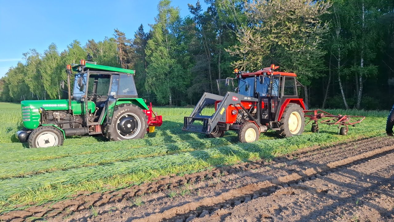 Żyto pod kosę🤙🤩  od koszenia aż po zbiór żyta 💪🚜🤙#zyto zyto#agriculture #ursus #