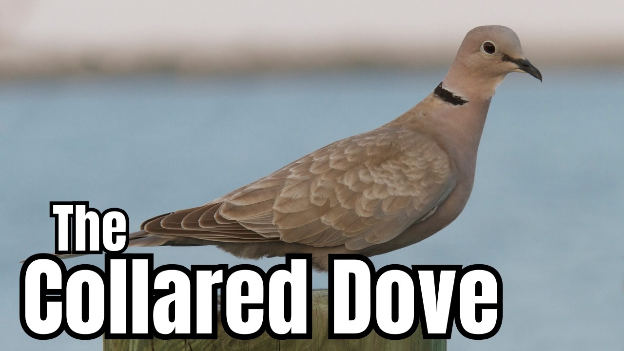 Most People Don't Know These Collared Dove Facts